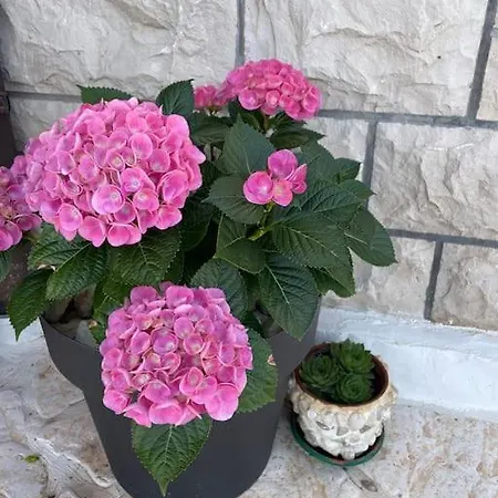 Beachfront With Pool - Myway *